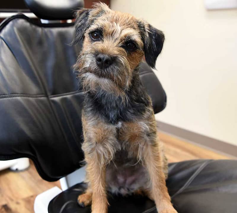 Pet therapy dog sitting in dentist chair.